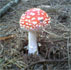 Poison Mushroom